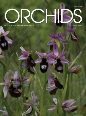 Media Scan for Orchids